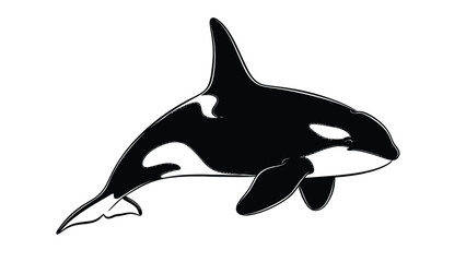 Obraz premium Orca Whale Silhouette in Black and White Swimming Gracefully Through Ocean Waters