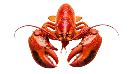 Cooked Red Lobster with Large Claws Facing Forward isolated PNG with Transparent Background