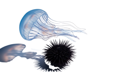 Blue Jellyfish and Black Sea Urchin with Shadows isolated PNG with Transparent Background