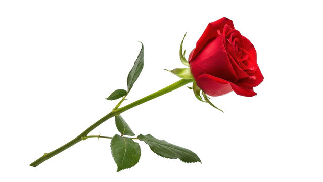 Red rose flower with long green stem and leaves, elegant single blooming rose isolated on white background, romantic floral element for wedding and valentines