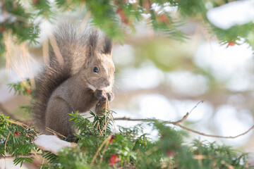 ezo squirrel, Hokkaido, Japan