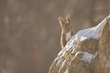 ezo squirrel, Hokkaido, Japan