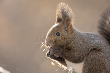 ezo squirrel, Hokkaido, Japan