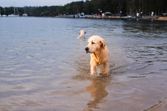 a Golden Retriever in the water at a seaside dog park in Sydney