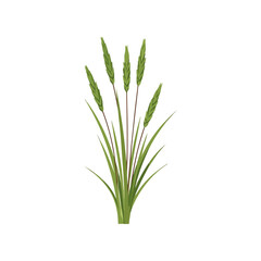 Obraz premium Green Grass Plant Illustration on White Background, Nature Design