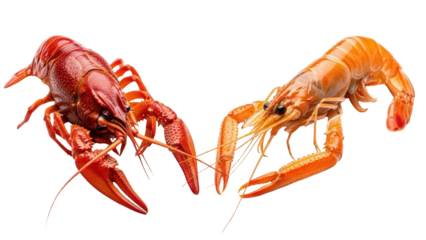 Two Cooked Red and Orange Crawfish or Crayfish isolated PNG with Transparent Background