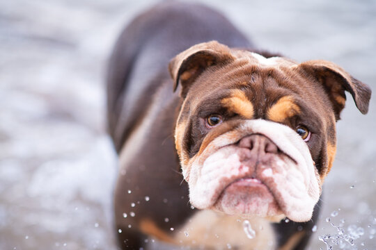 Australian Bulldog in the ocean