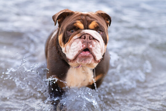 Australian Bulldog in the ocean