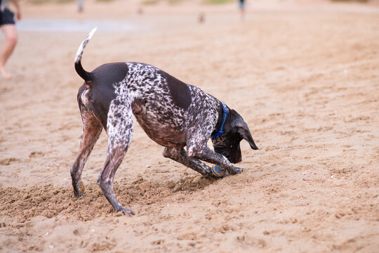 german shorthaired pointer digging in the beach