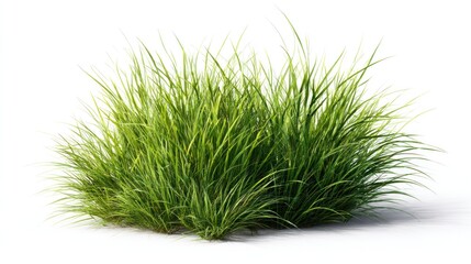 Lush, grassy clump with long, slender blades in varying shades of green, isolated on white