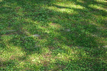 Obraz premium 冬の草原 枯草の混じった荒れた野原 日の光を浴びる緑の草 季節・自然の風景背景 