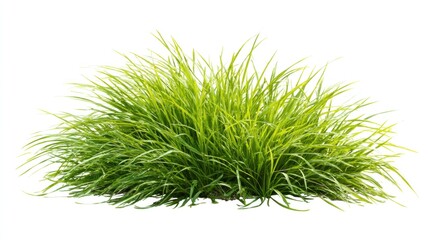 Lush green grass clump against white background