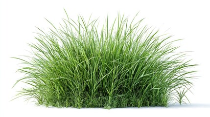A lush clump of vibrant green grass blades cascading downwards in a dense tuft against a stark white background