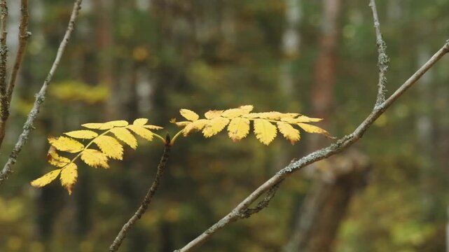 A close-up, macro shot of bright yellow autumn leaves on a tree branch, likely a Rowan or Ash tree, set against a blurred forest background in the Southern Urals region of Russia.