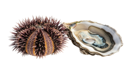 Fresh Sea Urchin and Open Oyster Shell Product Shot isolated PNG with Transparent Background