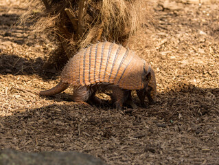 Fototapeta premium Tatou à 6 bandes