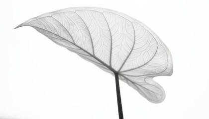 Monochrome taro leaf, backlit and isolated against a white background, shows intricate vein details in a minimalist composition.