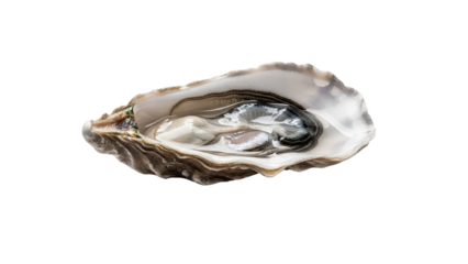 Fresh Raw Oyster in Half Shell Product Shot isolated PNG with Transparent Background