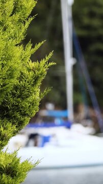 Vertical View of Green Foliage with Blurred Sailboat in Background