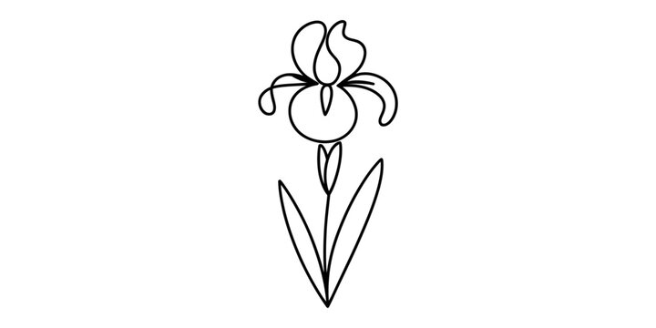 A minimalist single continuous line drawing of a beautiful iris flower isolated on a white background Vector, illustration