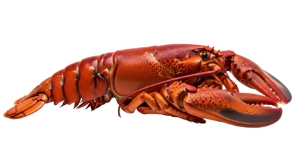 Whole Cooked Red Lobster Seafood Product Shot isolated PNG with Transparent Background