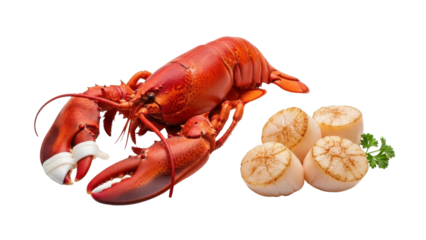 Cooked Red Lobster and Seared Scallops Seafood Product Shot isolated PNG with Transparent Background