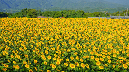Obraz premium View of vast agricultural fields producing sunflower oil during flowering and pollination
