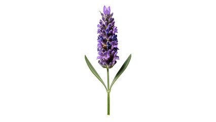 Obraz premium Lavender bloom