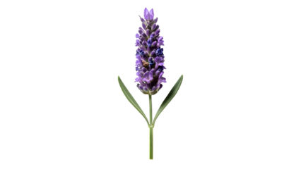 Lavender bloom