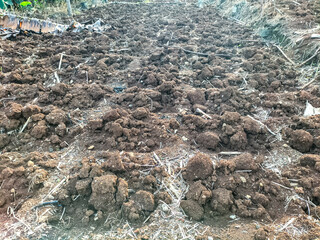 Dry soil with small rocks and rough texture under sunlight. Selective focus. 