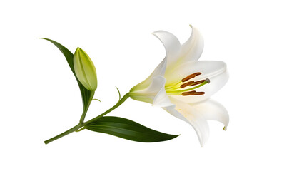 White lily