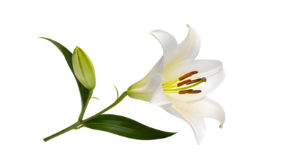 White lily