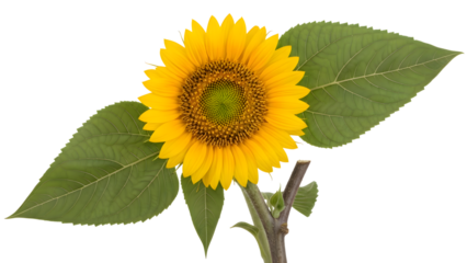 Sunflower bloom