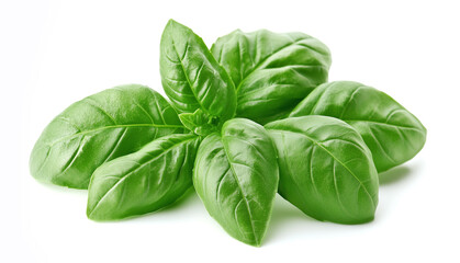 Basil leaves. Basil leaves isolated on white