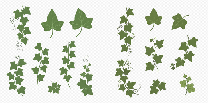 Set of green ivy leaves and climbing plant branches, natural decorative elements for design.