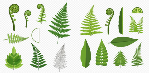 Set of various green fern leaves and fronds, botanical elements on transparent background. © MuammarAuliyan