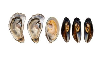 Fresh Raw Oysters and Mussels Seafood Product Shot isolated PNG with Transparent Background