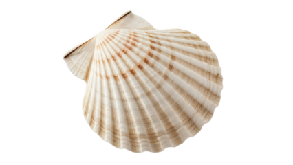Single Natural Scallop Shell with Ribbed Texture isolated PNG with Transparent Background