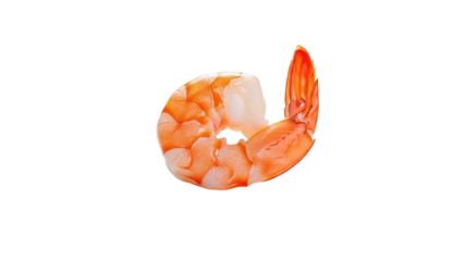 Single Cooked Peeled Orange Shrimp isolated PNG with Transparent Background