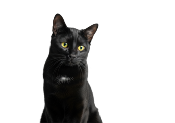 A sleek, short-haired black cat with striking bright yellow eyes is seated, head tilted, looking attentively on a bright white studio background, professional pet portrait concept