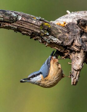 A captivating image of a nuthatch bird clinging upside down to a tree branch.