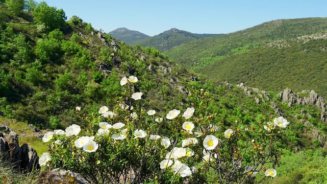 Beautiful white rockrose flowers in spring on the green mountain of central Spain, Madrid.