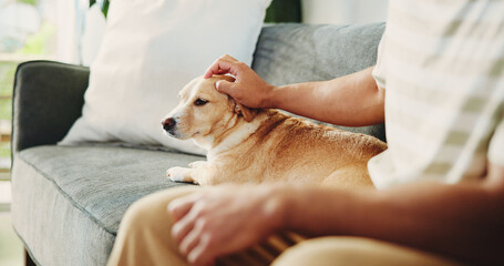 Home, hands and man on couch, dog and touching with animal care, bonding together and relax....