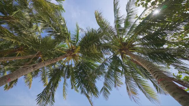 Rays of Sunlight Break Through the Leaves of the Palm Tree. Scenery for Vacation and Holiday Background. Summer Vacation Travel Holiday Concept