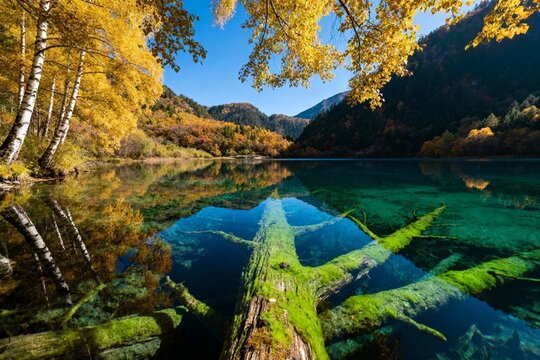 Autumn landscape with clear mountain lake reflecting golden trees and moss-covered log - Powered by Adobe