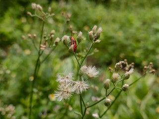 ladybird on a flower