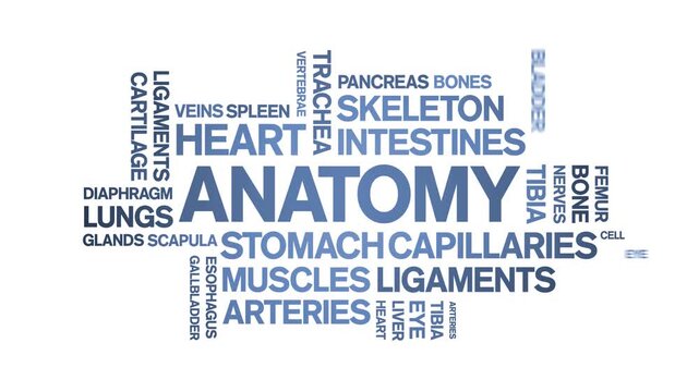 Anatomy animated word cloud-text design animation tag kinetic typography seamless loop.