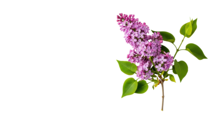 Ultra-realistic UHD photo of common lilac branch with delicate purple-pink flowers and green leaves, isolated on transparent with copy space. Pristine spring floral advertising concept.