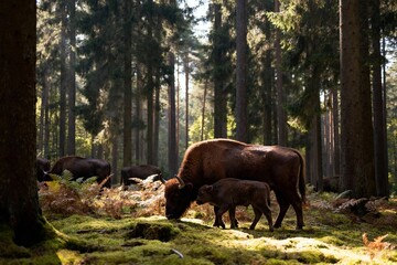 Bison herd grazing in a sunlit forest with moss-covered ground and tall pine trees