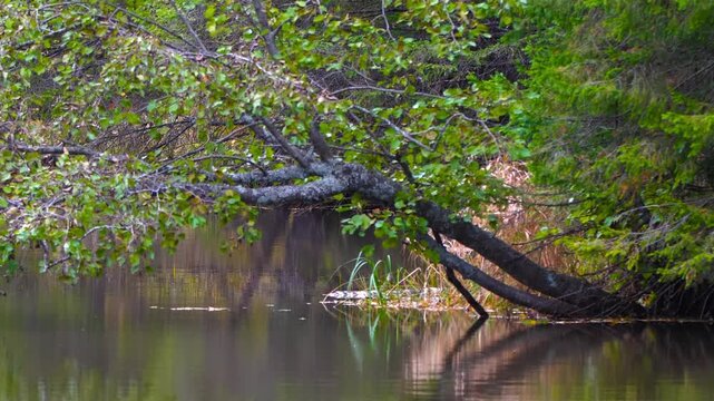 Tranquil footage capturing a peaceful riverbank in the Southern Urals region of Russia, featuring lush green foliage and a fallen tree branch over calm water.